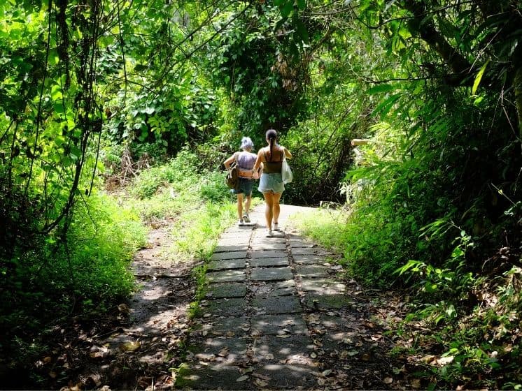 Campuhan Ridge Walk trail in Ubud surrounded by lush greenery