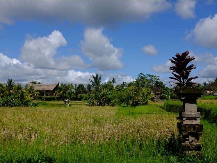Rice field view near Campuhan Ridge Walk and Bangkiang Sidem village