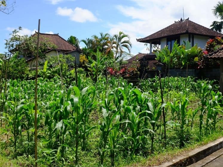 Small field and village houses near Bangkiang Sidem village Ubud