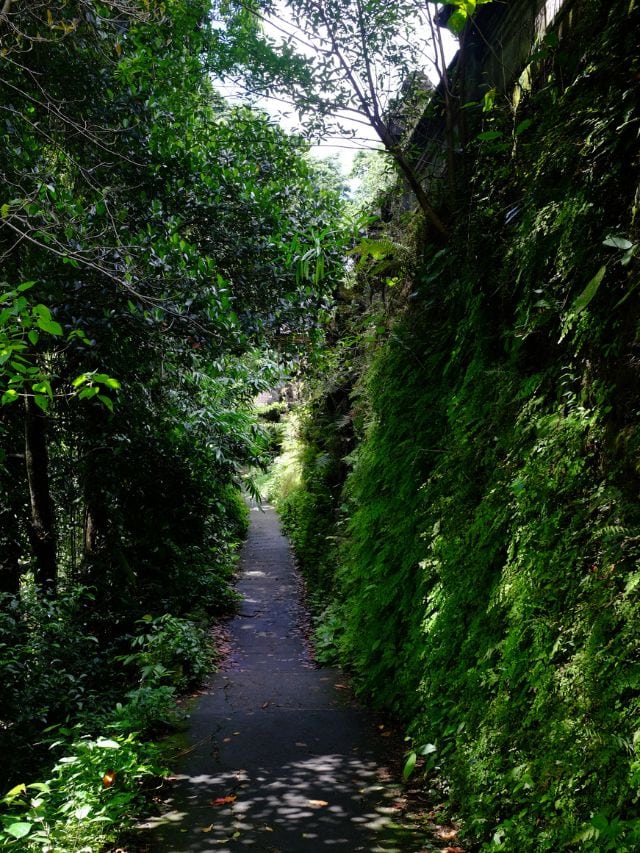 Narrow green lane on the Campuhan Ridge Walk