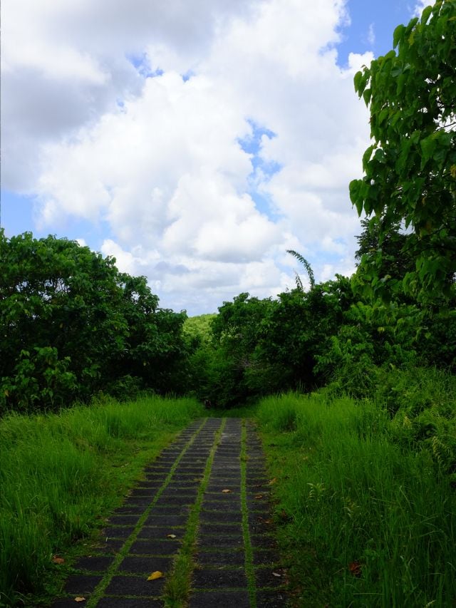 Open section of the Campuhan Ridge Walk in Ubud with grassy edges