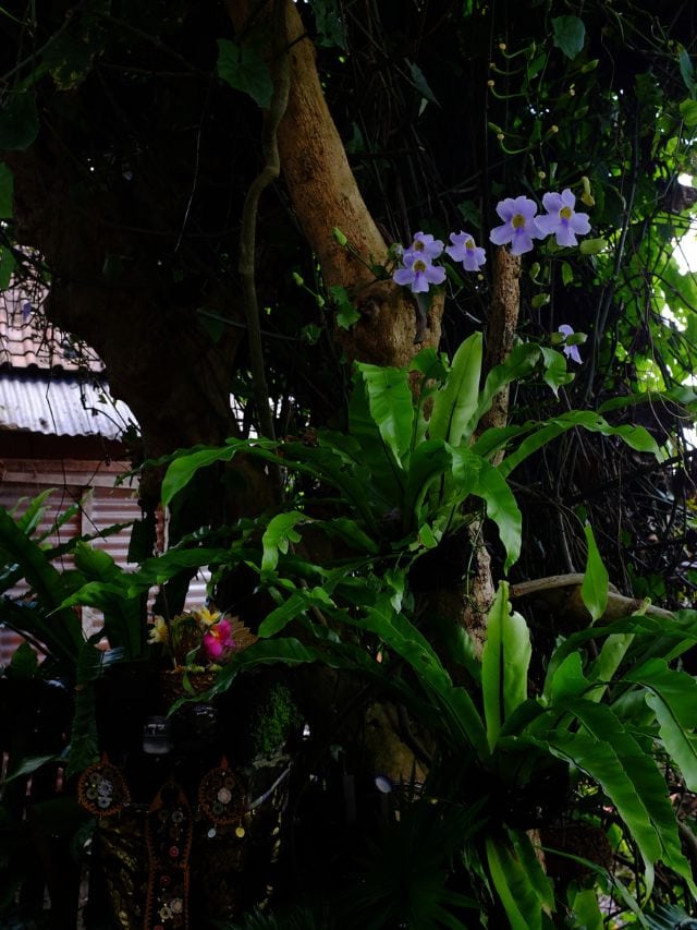 Tropical flowers and greenery along the Campuhan Ridge Walk route