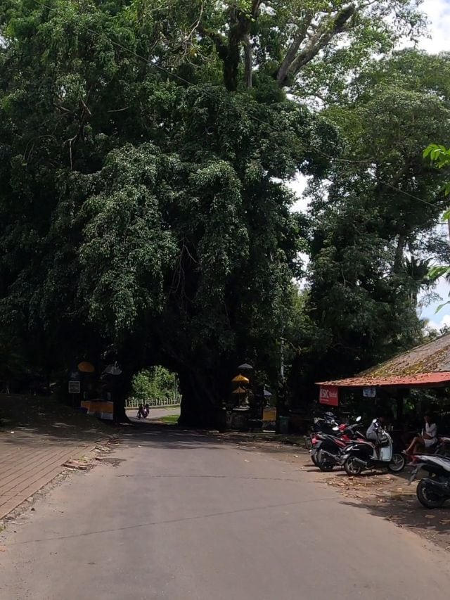 One of the best things to do in Medewi is visit Bunut Bolong.