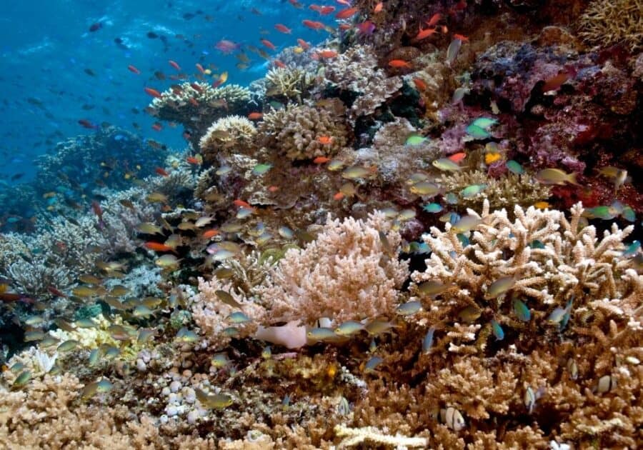 Diving in Menjangan is a top thing to do in Pemuteran.