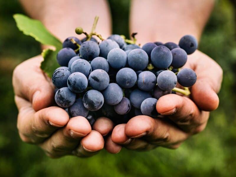 Black grapes