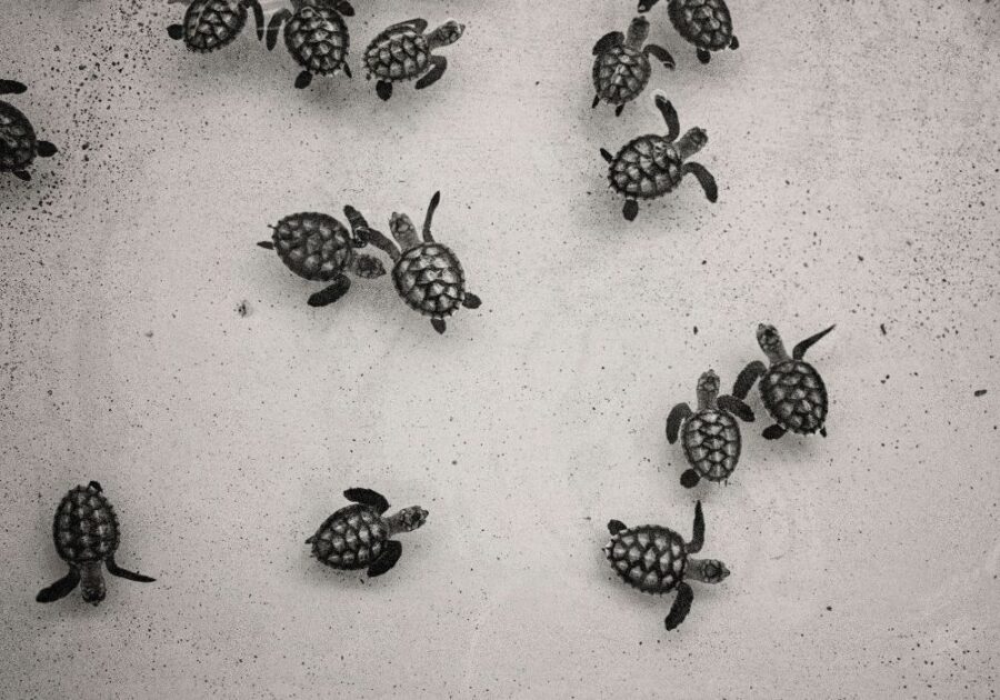 Pemuteran turtle sanctuary is one of the best things to do in Pemuteran