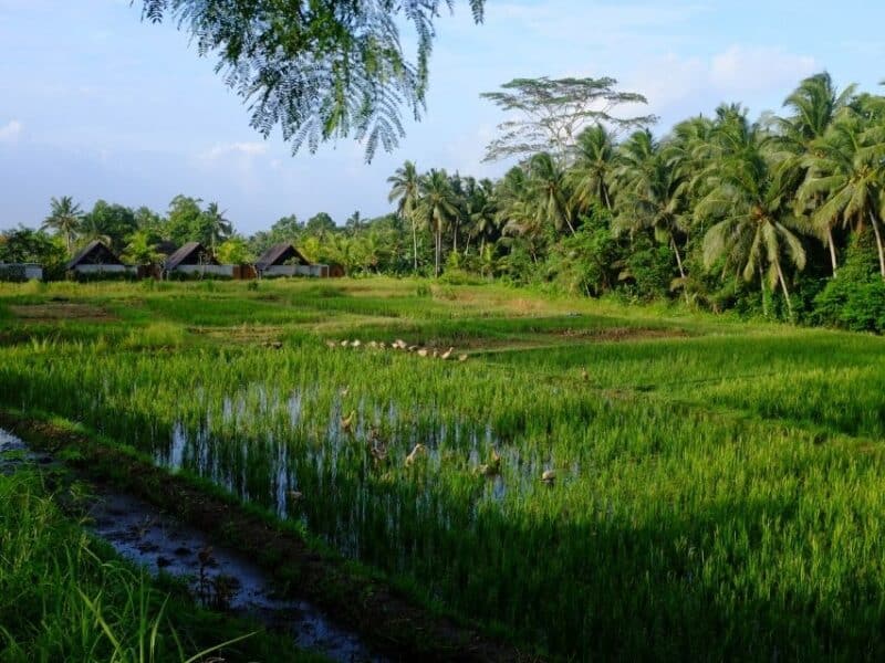 Quiet rice paddies near central Ubud on the Kajeng Rice Fields Walk, backed by thick palms and jungle greenery.