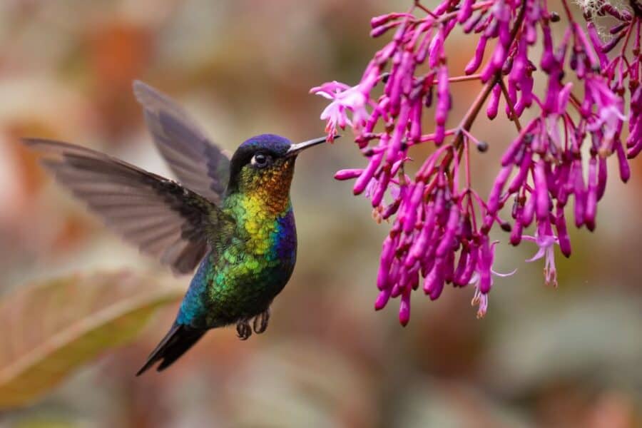 A hummingbird in Costa Rica.