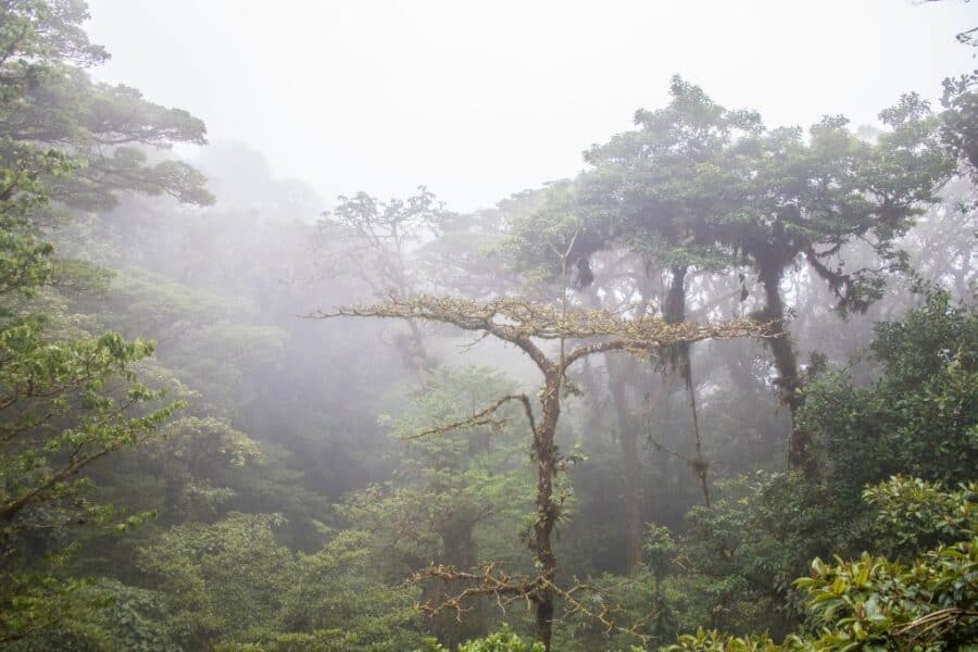 The rainforests are some of the best places to visit in Costa Rica for first time holidaymakers