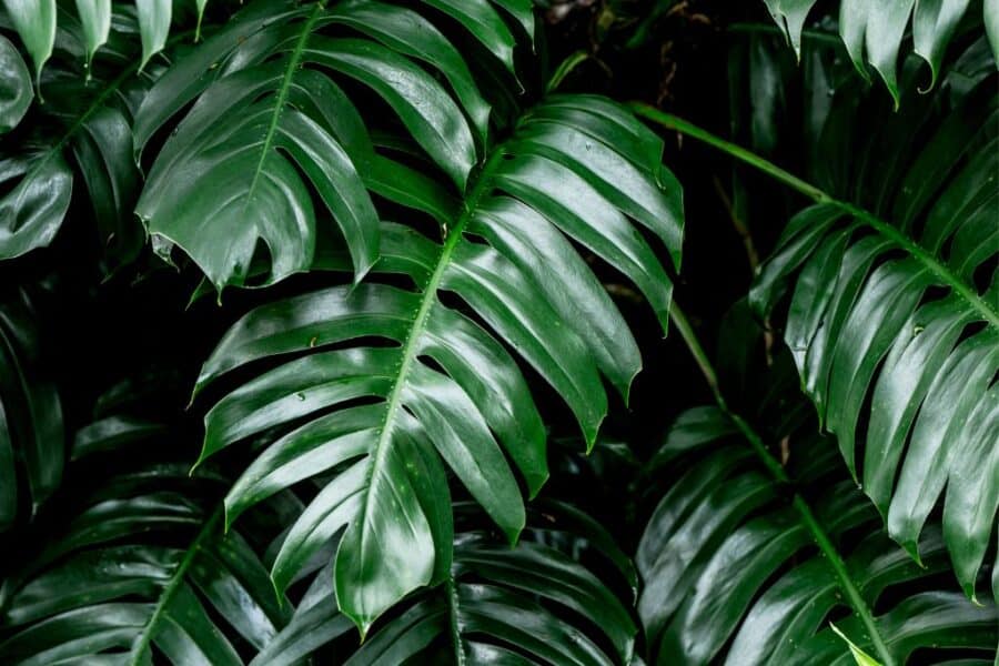 The rainforests are some of the best places to visit in Costa Rica for first time