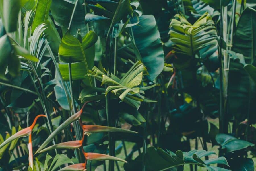 Jungle time