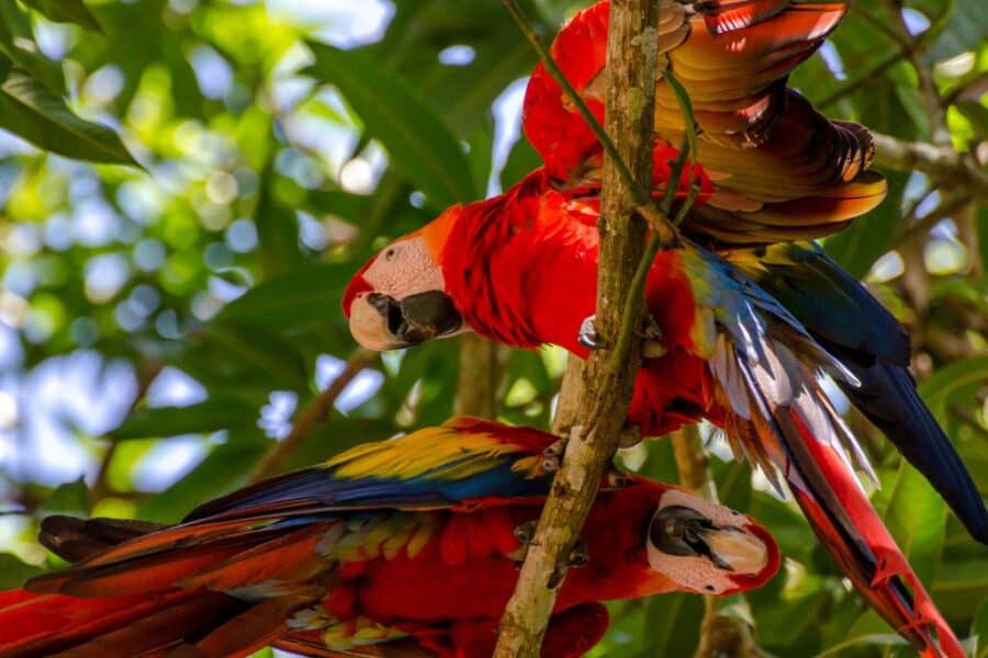 The wildlife and flora are unbeatable which makes Costa Rica one of the best places to visit for an eco-tourism holiday. The country is just so stunning!