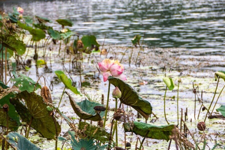 Is Kanchanaburi worth visiting? Landscape ⓒ Lauradibiase at Canva