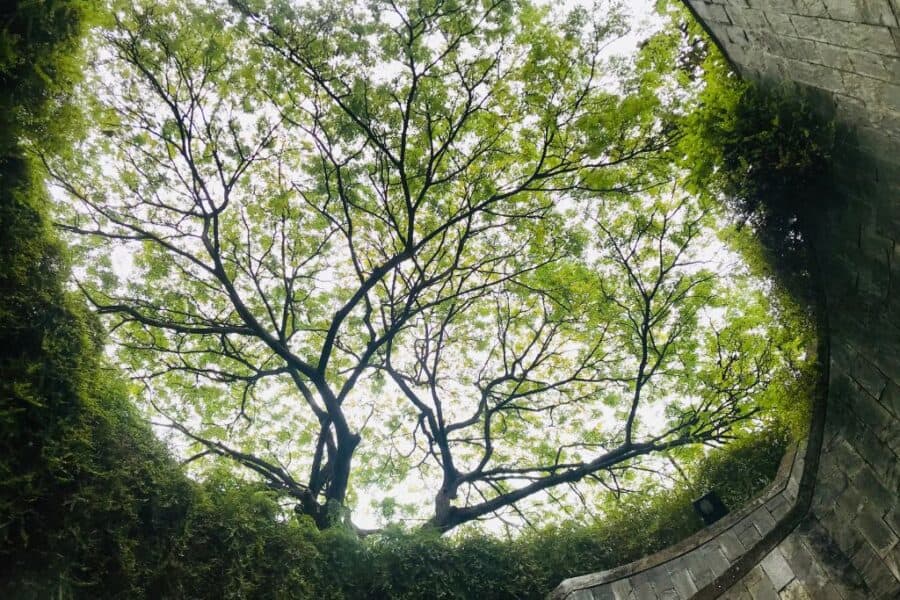 Fort Canning Tree Tunnel features a spiral staircase where you can grab a great photo for free!