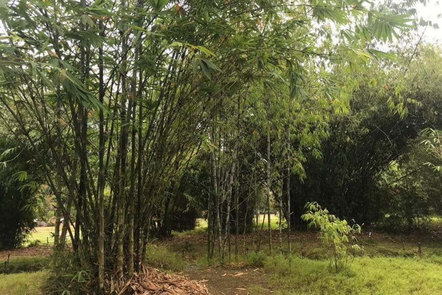 Bamboo Forest at the Singapore Botanical Gardens.