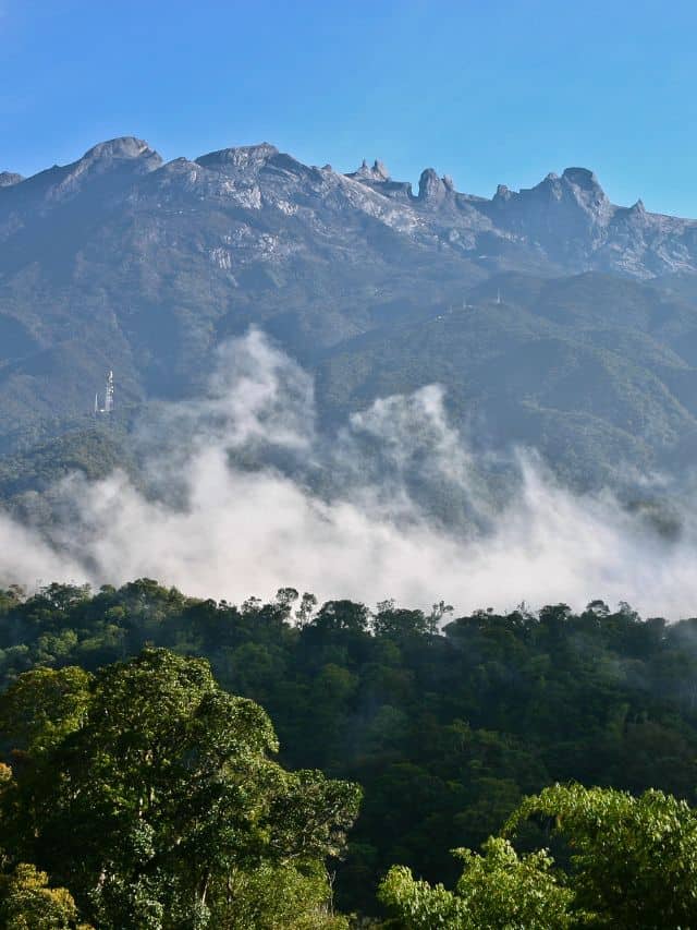 Rainforest in Borneo