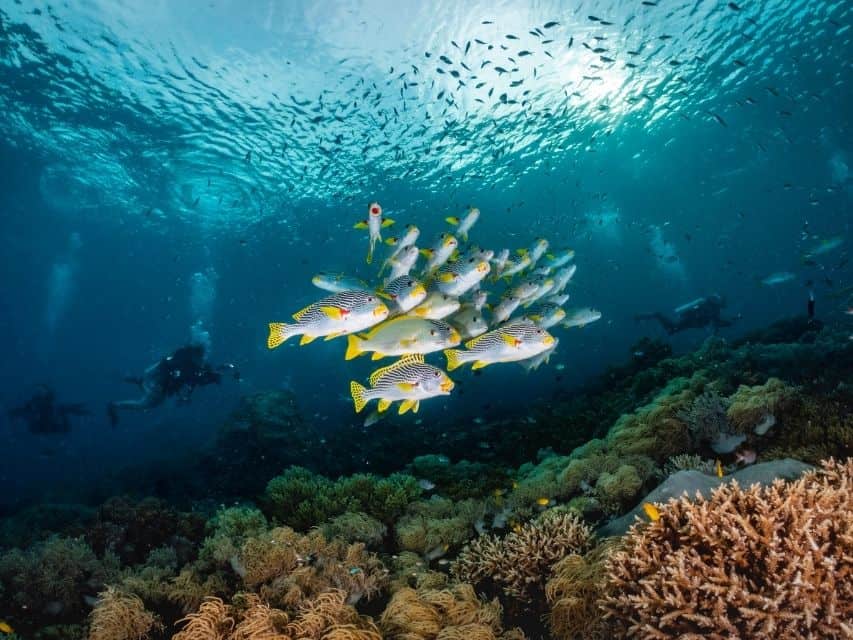 Marine life and corals, Indonesia