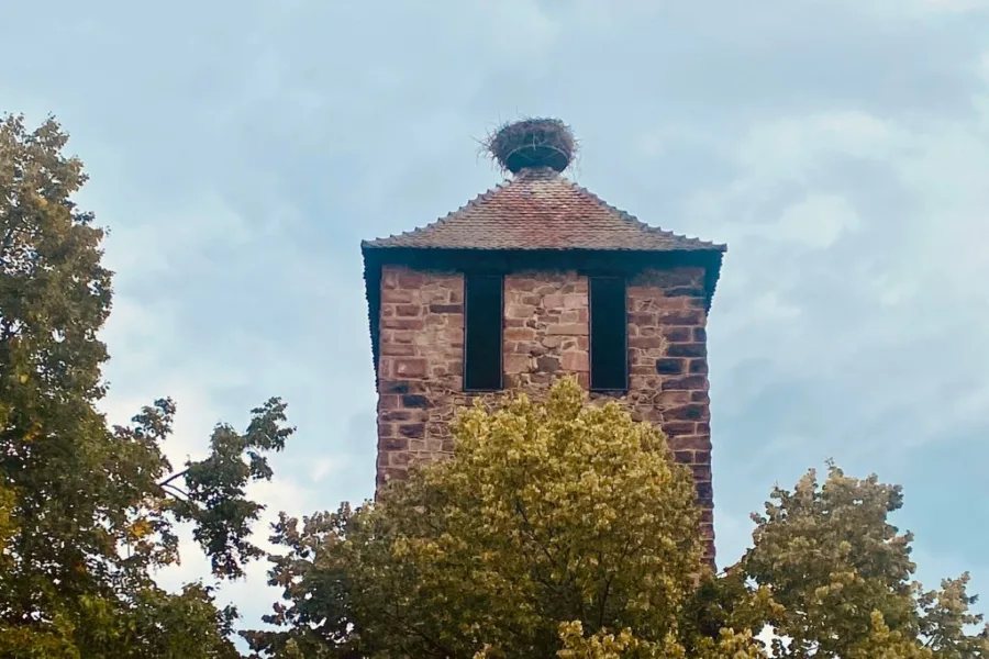 Stork nest in Kaysersberg