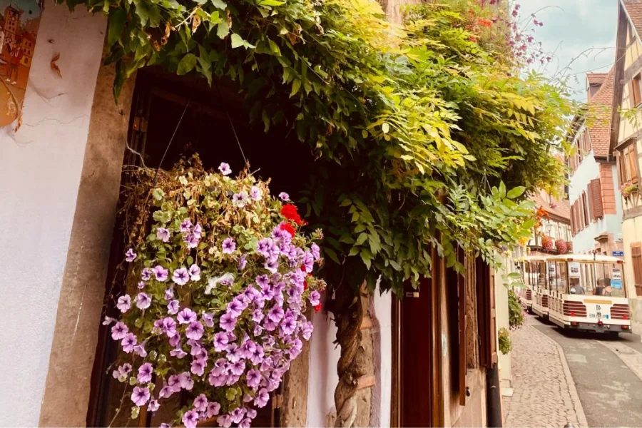 Ribeauville Flowers, Alsace