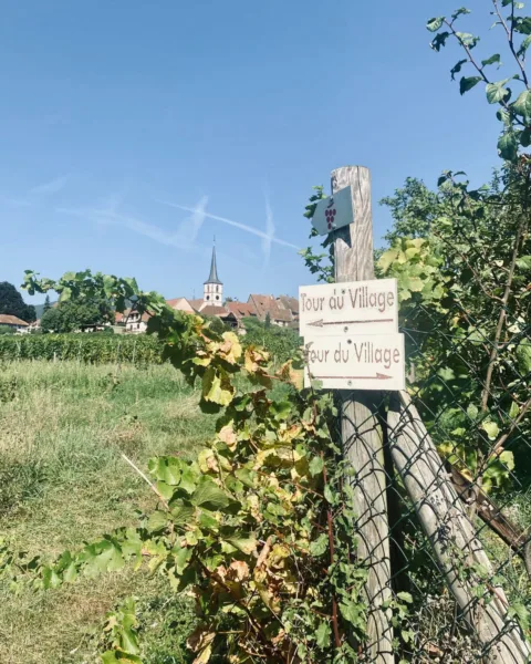Tour of village sign in Mittelbergheim amonst vineyard