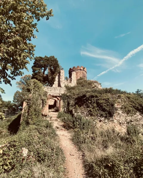 A ruined Château du Haut-Ribeaupierre near Ribeauville