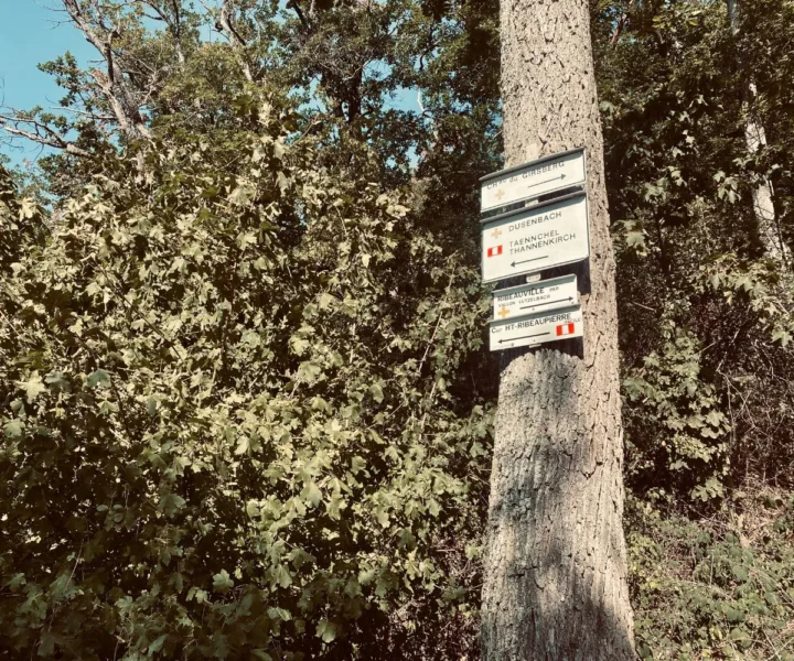 Signposts at the top of the three castle hike of Ribeauville.