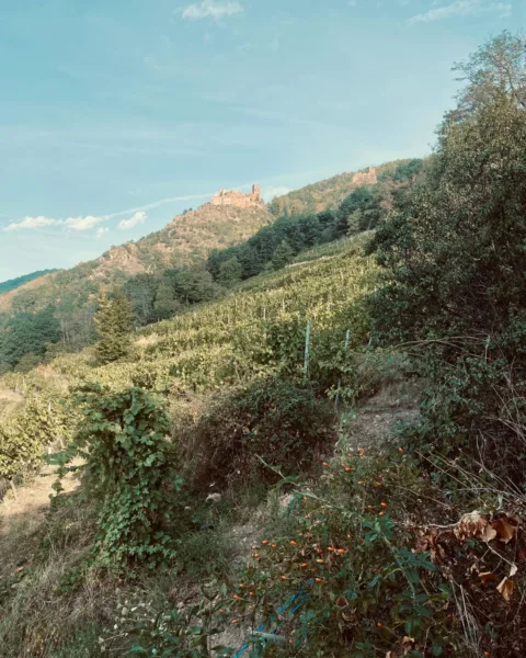 Vineyards in foreground and Château Saint-Ulrich in the background atop a hill in Ribeauville