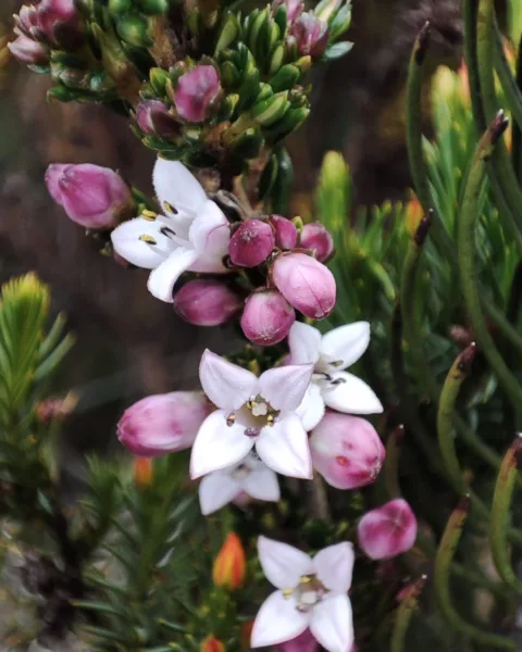 Close up of pink and white flowers
