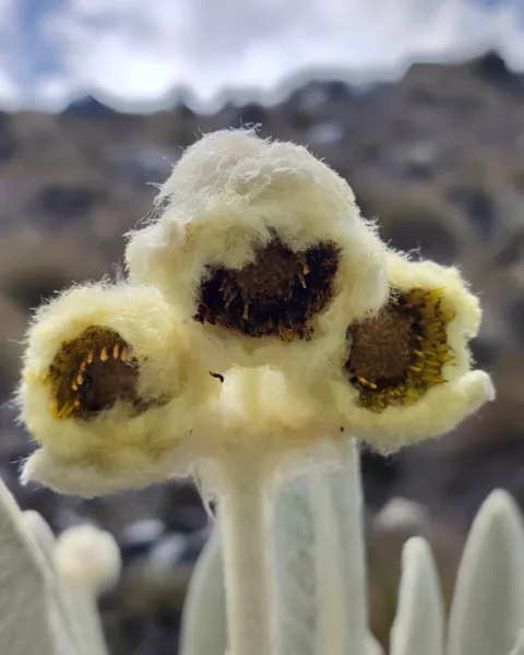 frailejones flower bud, close up
