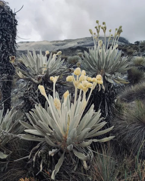 the head of the frailejones plant, Colombia