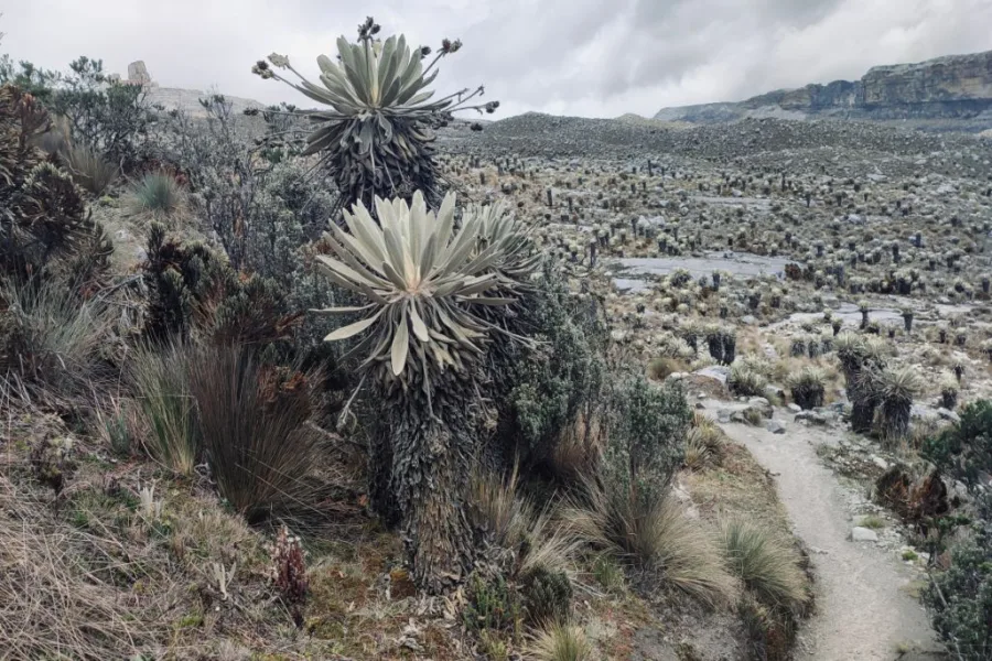 A forest of frailejones in Colombia's Paramo.