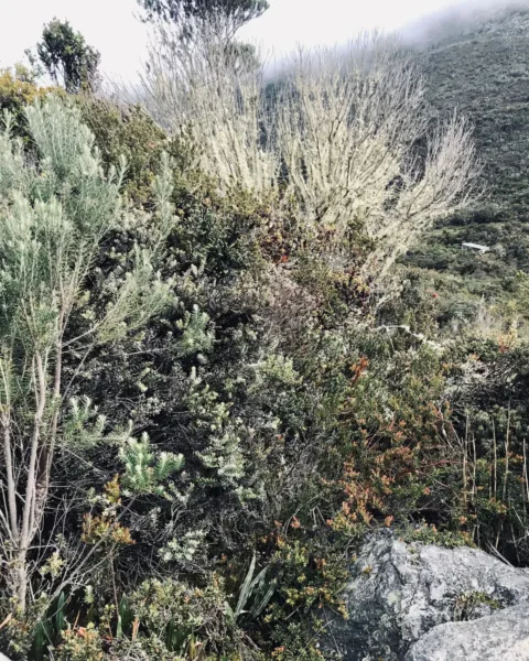Vegetation and shrubbery along a hike in Colombia's Paramo.