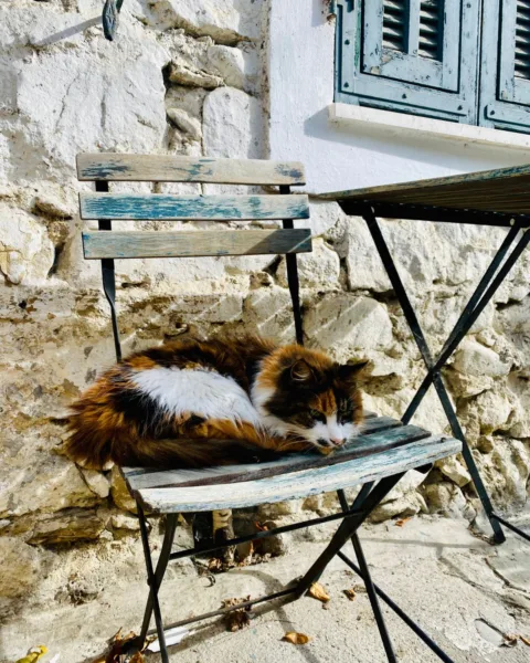 cat sitting on a metal chair