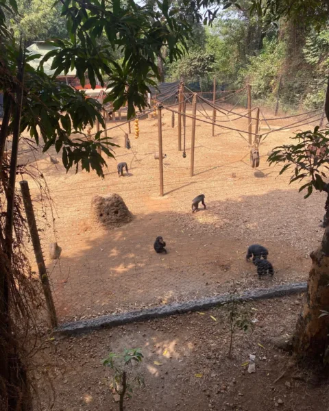 Visit a chimpanzee sanctuary for one of the best things to do in Sierra Leone