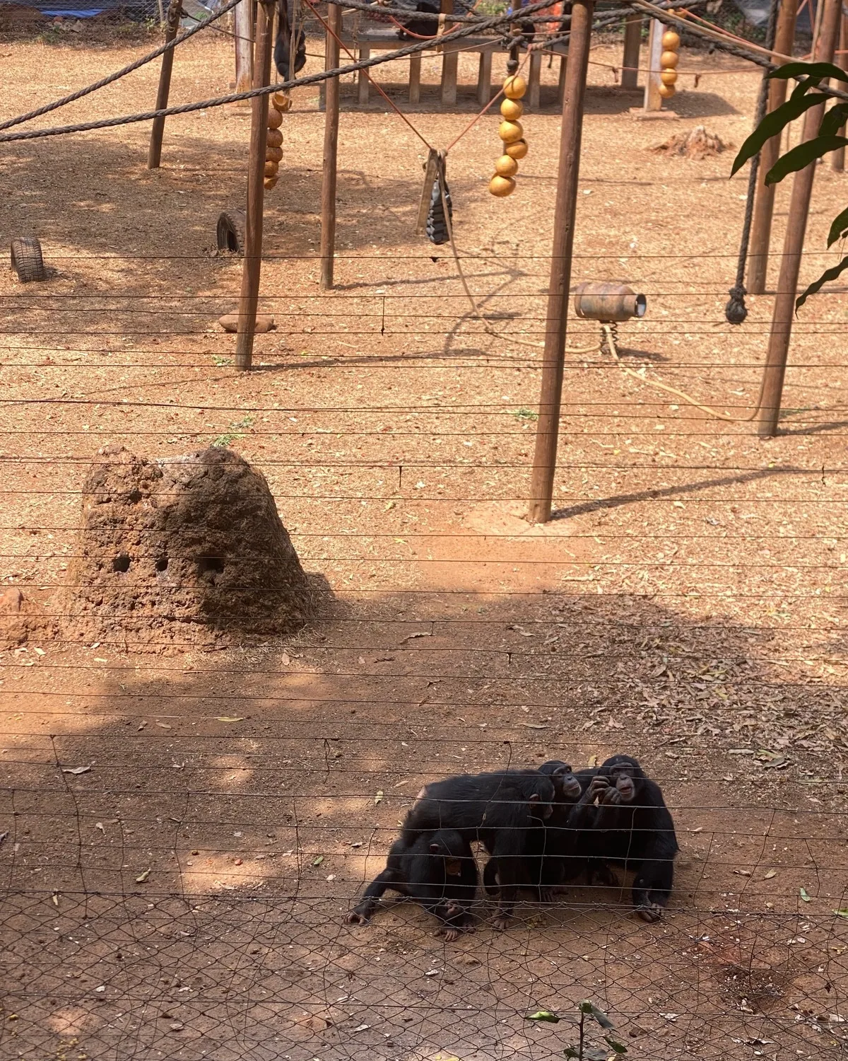 A group of friends at the Tacugama Chimpanzee Sanctuary in Sierra Leone