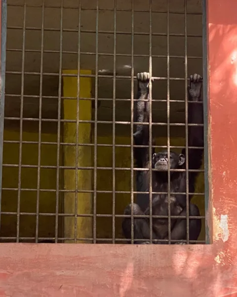 An adult chimpanzee looking rather bored inside a cage