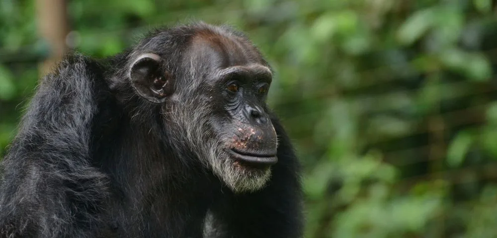 A close up a wild chimpanzee