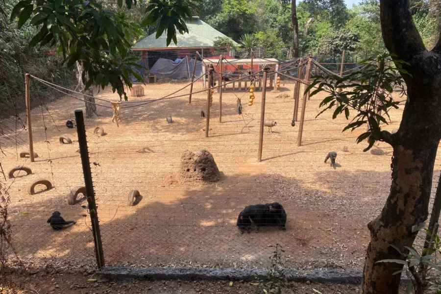 Chimpanzees in a learning enclosure at the Tacugama Sanctuary in West Africa.