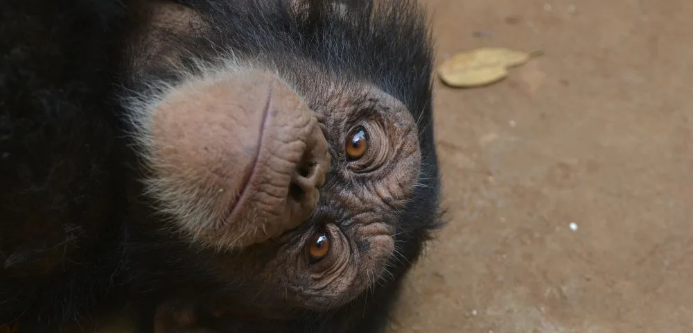 A close up of a chimpanzee in Sierra Leone