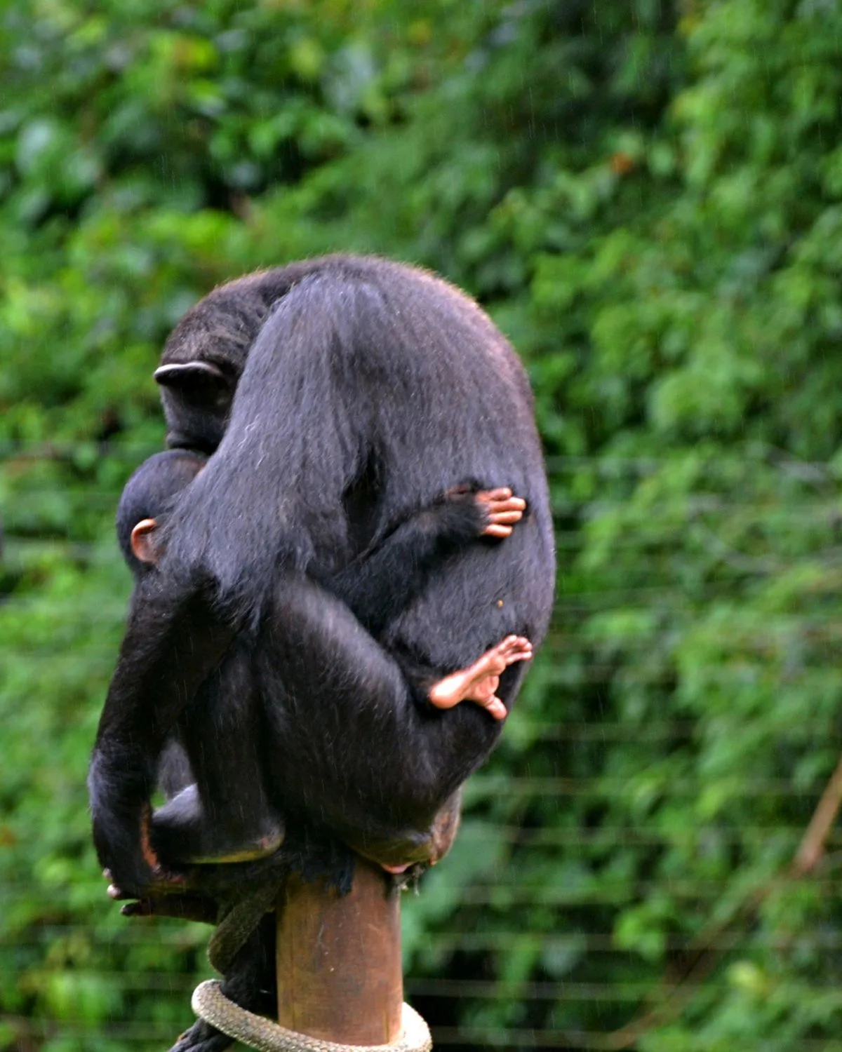 The best of chimpanzees - mama and baby hugging on a totem pole