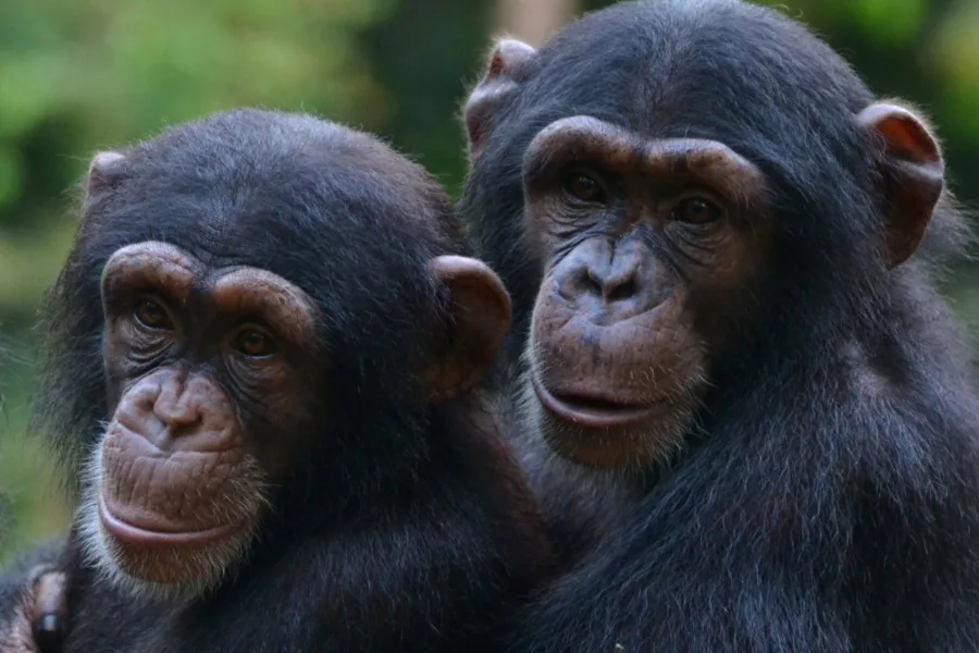 Two chimpanzees at the best sanctuary in West Africa - Tacugama.