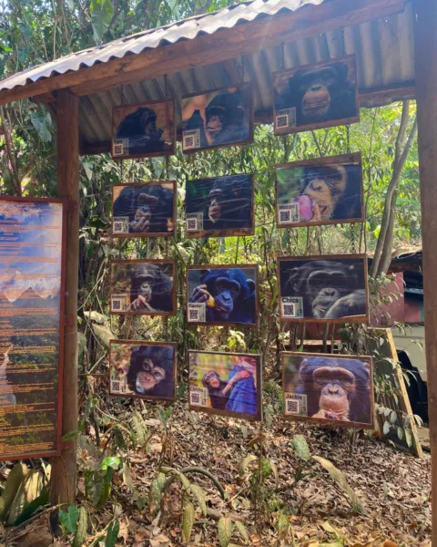 Images of chimpanzees on square blocks hanging in a forest.