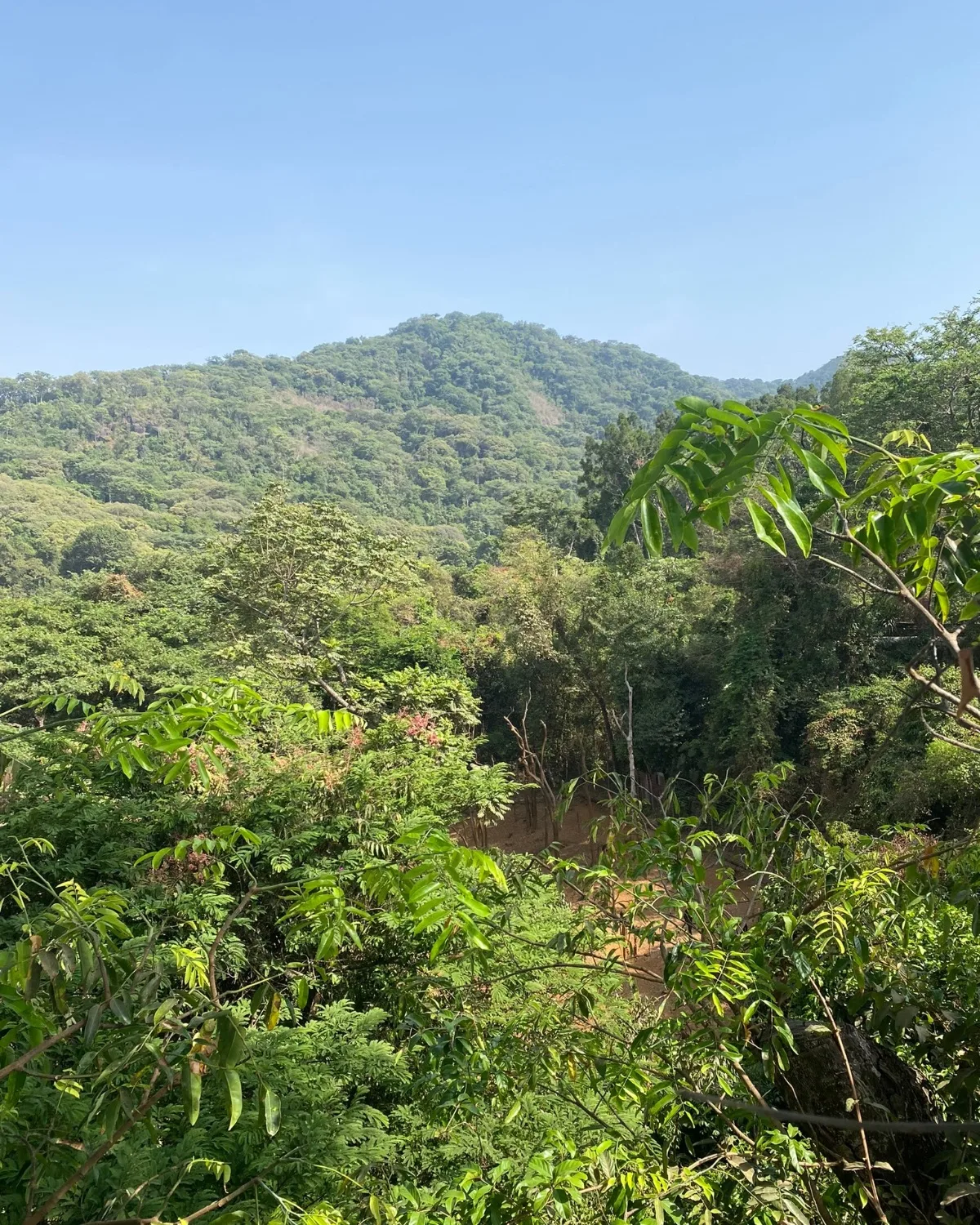 Jungle view of Sierra Leone Western Area National Park 