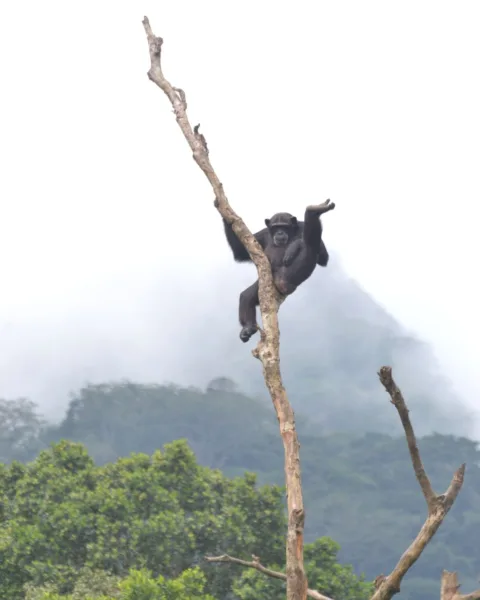 A chimpanzee up a tree in a sanctuary in west Africa.