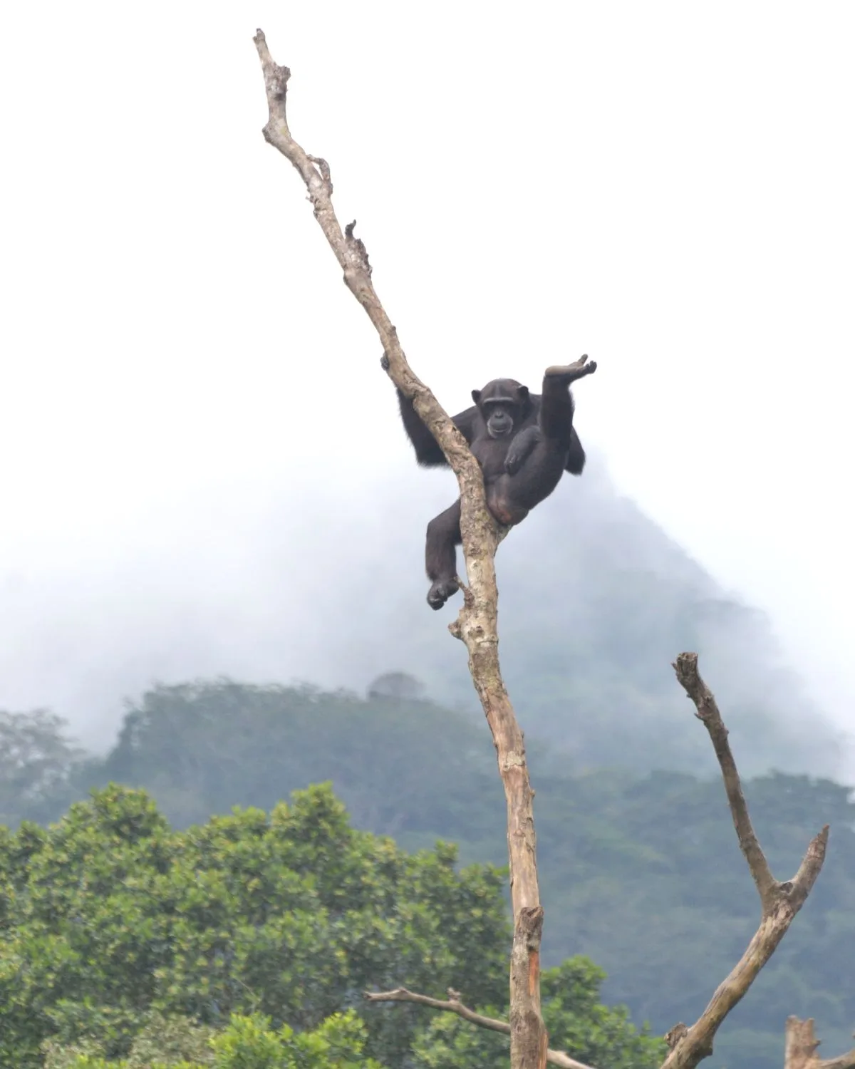 Chimpanzee up a tree in Sierra Leone.