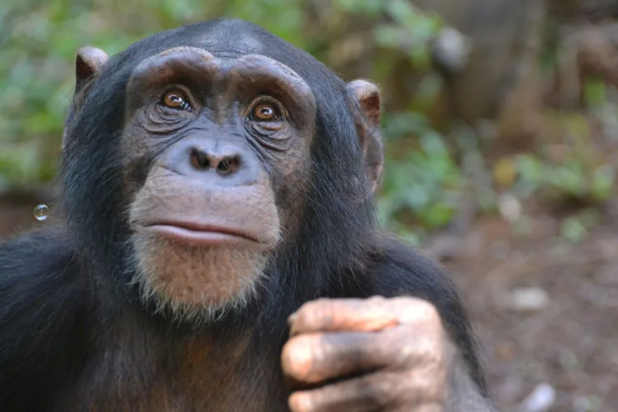 A beautiful chimpanzee