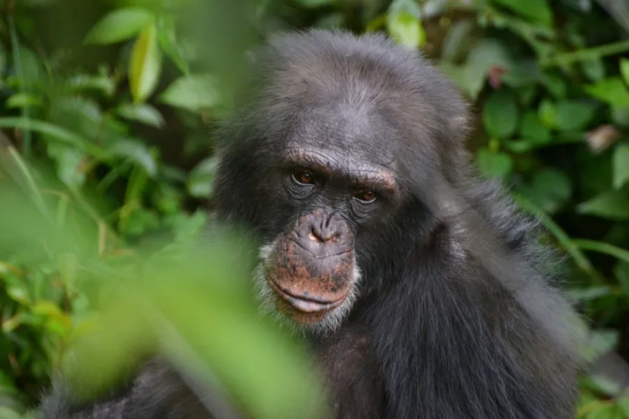 Close up of a chimpanzee in the forest.