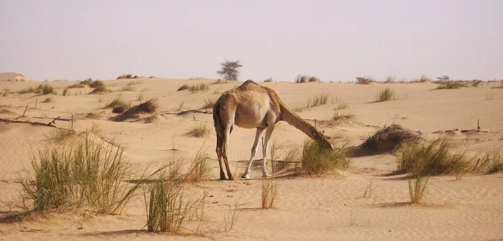 Camel in the Sahara Desert, West Africa