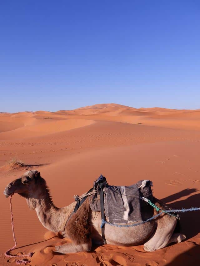 Add a camel ride in the Sahara desert to a 10 day Morocco Itinerary.