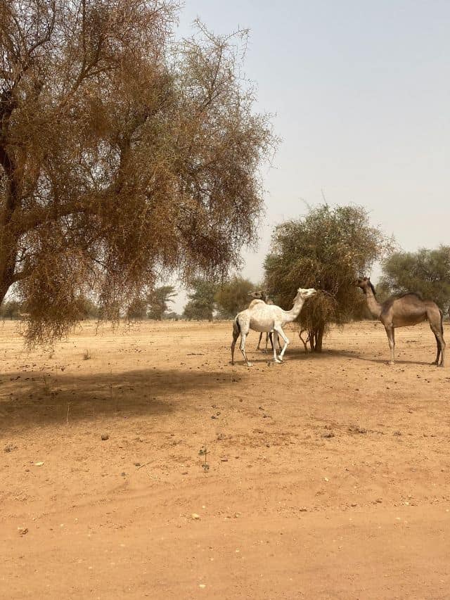 Camels in Senegal's arid climate.